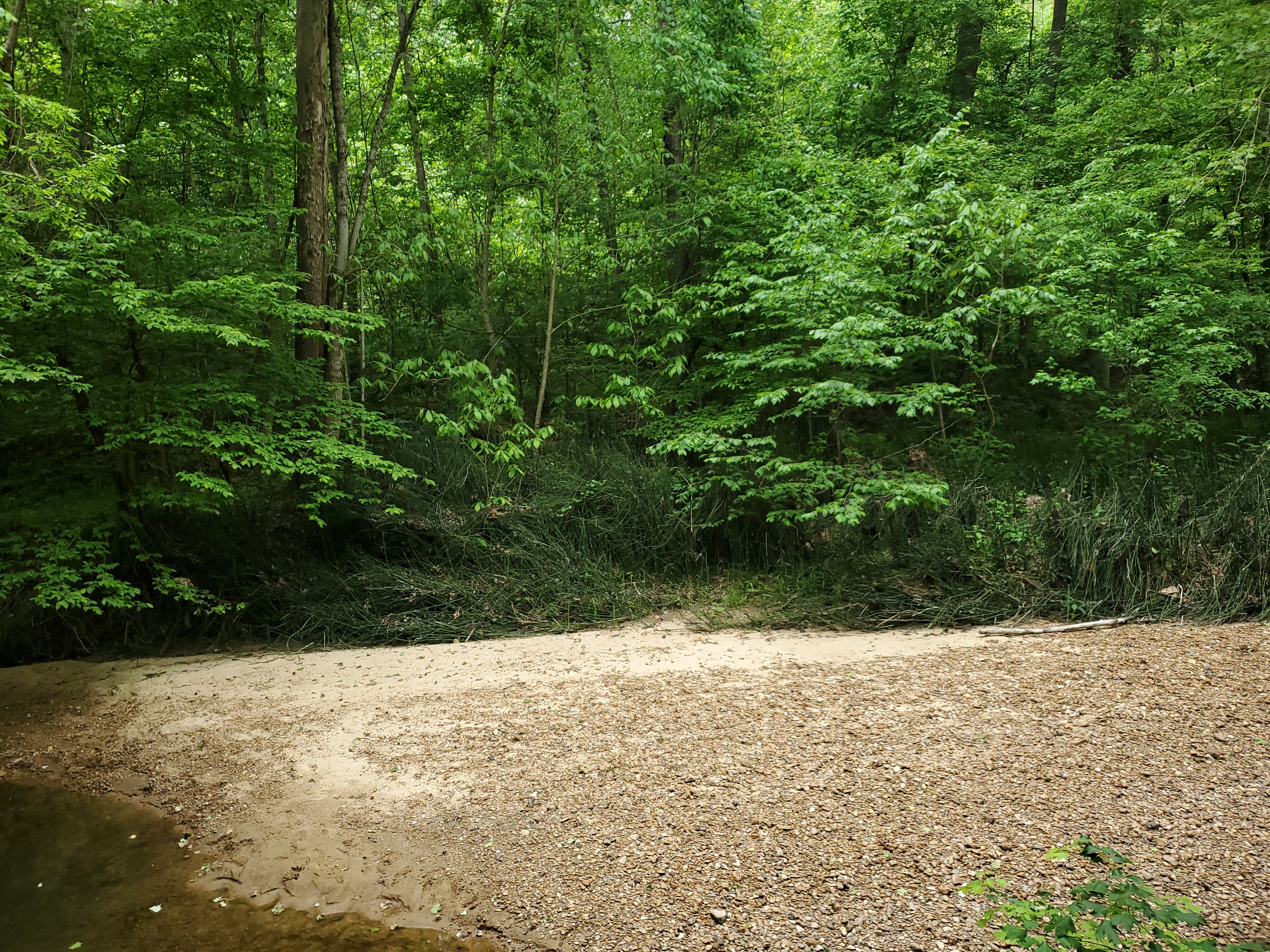 A sand and gravel creek bank with scouring rush and trees in the background 
